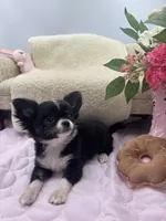 Rosie show prospect , a female Chihuahua for sale in Cullowhee, NC – 7 of 10