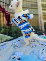 Full AKC Snowy Hidden Merle male, a male Chihuahua for sale in Cullowhee, NC – 4 of 10