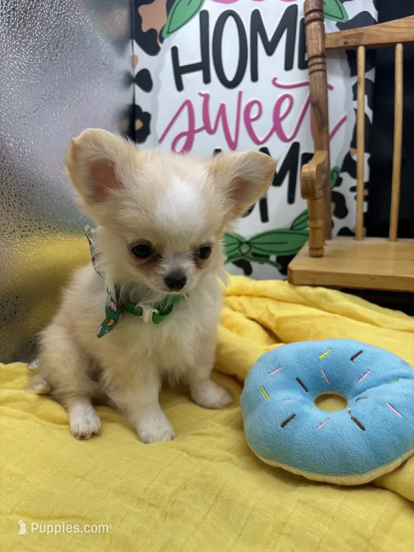 Amber female full AKC Teacup  – Chihuahua puppy for sale in Cullowhee, NC