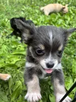 Freyas female full AKC , a female Chihuahua for sale in Cullowhee, NC – 8 of 10