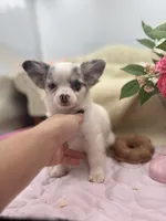 Full AKC Blue Eyed Jill female, a female Chihuahua for sale in Cullowhee, NC – 3 of 10
