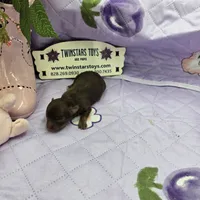 Full Akc Dixie's Chocolate male, a male Chihuahua for sale in Cullowhee, NC – 6 of 10