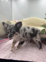 Full AKC Juliette Male # 2, a male Chihuahua for sale in Cullowhee, NC – 9 of 10