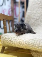 JDs Blue Merle LC Full AKC , a female Chihuahua for sale in Cullowhee, NC – 6 of 10