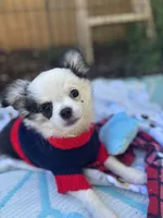 Pumbaa Full Akc Champion sire male, a male Chihuahua for sale in Cullowhee, NC – 3 of 10