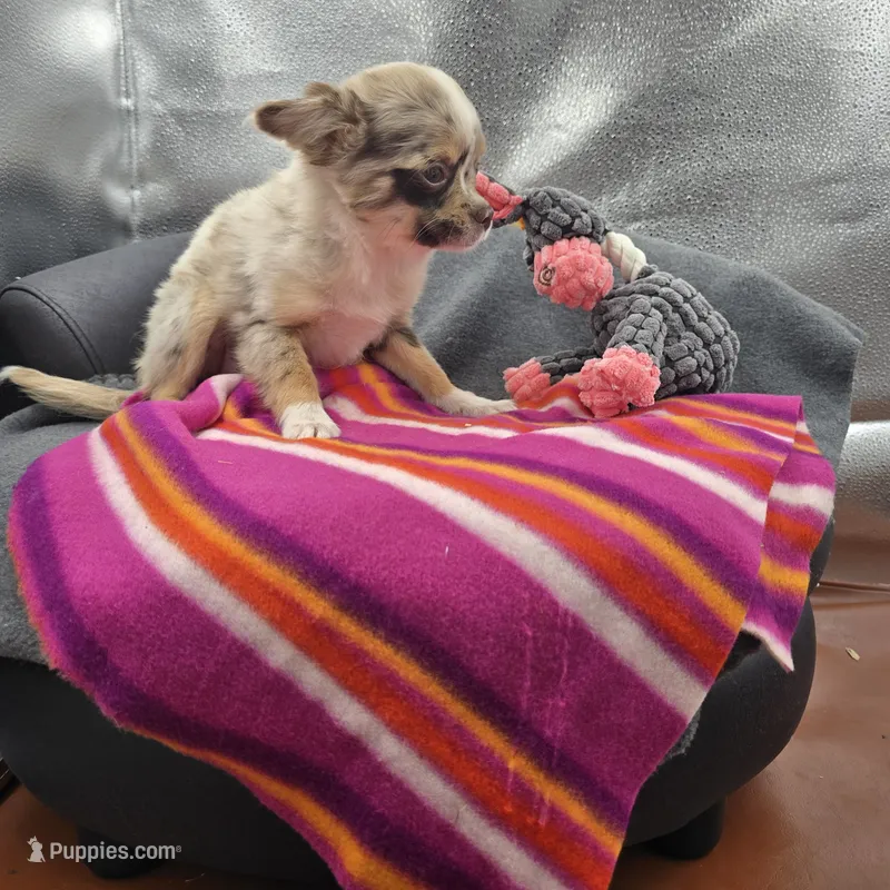 Chocolate Merle Rain full  AKC  – Chihuahua puppy for sale in Cullowhee, NC