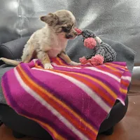 Chocolate Merle Rain full  AKC , a female Chihuahua for sale in Cullowhee, NC – 1 of 10