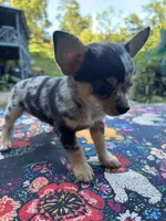 Ravens male full AKC , a male Chihuahua for sale in Cullowhee, NC – 7 of 10