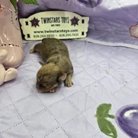Full Akc Dixie Sable Merle, a male Chihuahua for sale in Cullowhee, NC – 5 of 10