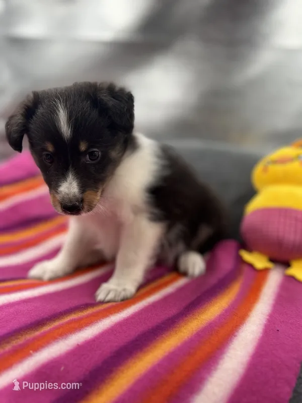 Full AKC Zina F 3 – Shetland Sheepdog puppy for sale in Cullowhee, NC