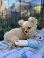 Precious Full Akc Champion sired female, a female Chihuahua for sale in Cullowhee, NC – 1 of 10