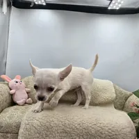 Full AKC Joey hidden merle male, a male Chihuahua for sale in Cullowhee, NC – 5 of 10