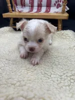 Male creme blue eyes full AKC , a male Chihuahua for sale in Cullowhee, NC – 9 of 10