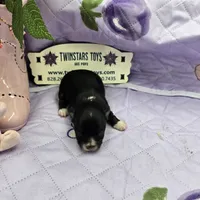 Full Akc Prim's black and white female, a female Chihuahua for sale in Cullowhee, NC – 7 of 10