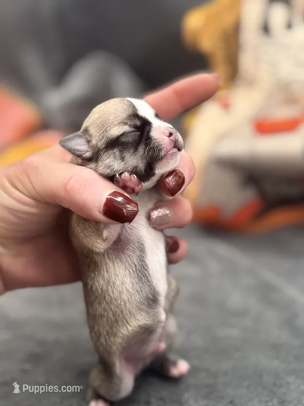 Panda male 2 full AKC  – Chihuahua puppy for sale in Cullowhee, NC