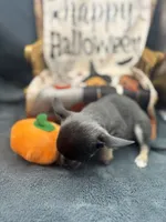 Darla Blue tri full AKC , a female Chihuahua for sale in Cullowhee, NC – 7 of 8