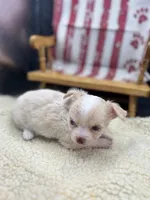 Male creme blue eyes full AKC , a male Chihuahua for sale in Cullowhee, NC – 4 of 10