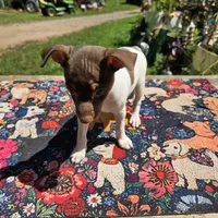 Cupcake chocolate male, a male Toy Fox Terrier for sale in Cullowhee, NC – 9 of 10
