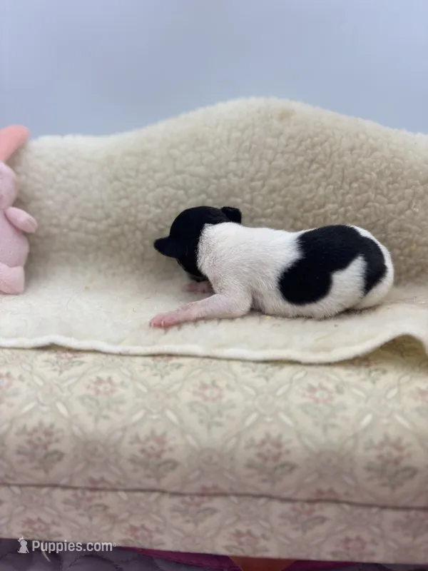 Cupcake tri male – Toy Fox Terrier puppy for sale in Cullowhee, NC