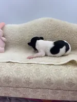 Cupcake tri male, a male Toy Fox Terrier for sale in Cullowhee, NC – 1 of 10
