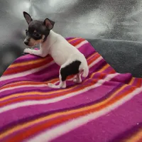 Tinkers Tiny Tim, a male Toy Fox Terrier for sale in Cullowhee, NC – 8 of 10