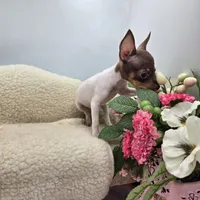 Cupcake tiny chocolate male, a male Toy Fox Terrier for sale in Cullowhee, NC – 5 of 10