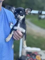 Caroline m1, a male Chihuahua for sale in Cullowhee, NC – 7 of 10