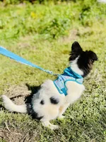 Belles  full AKC , a female Shetland Sheepdog for sale in Cullowhee, NC – 8 of 9