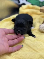 JDs black n white LC female , a female Chihuahua for sale in Cullowhee, NC – 8 of 10