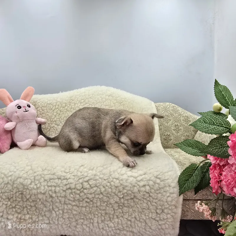 Full AKC Summer Male 1 – Chihuahua puppy for sale in Cullowhee, NC