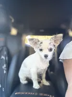Full AKC Blue Eyed Jill female, a female Chihuahua for sale in Cullowhee, NC – 4 of 10