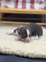 Freyas chocolate male full AKC , a male Chihuahua for sale in Cullowhee, NC – 3 of 10