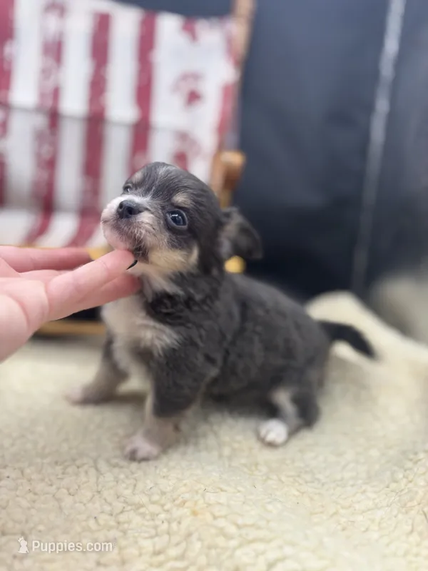 Freyas female full AKC  – Chihuahua puppy for sale in Cullowhee, NC