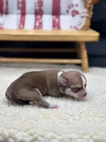 Fawn sable female full AKC, a female Chihuahua for sale in Cullowhee, NC – 9 of 10