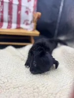 Janice black n white LC female , a female Chihuahua for sale in Cullowhee, NC – 4 of 10