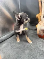 Darla Blue tri full AKC , a female Chihuahua for sale in Cullowhee, NC – 6 of 8