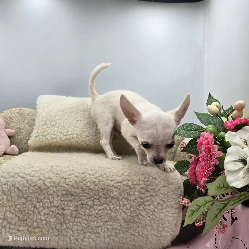 Full AKC Joey hidden merle male – Chihuahua puppy for sale in Cullowhee, NC