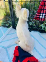 Full AKC Snowy Hidden Merle male, a male Chihuahua for sale in Cullowhee, NC – 7 of 10