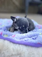 Blue tri full AKC , a female Chihuahua for sale in Cullowhee, NC – 4 of 10