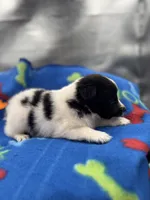 Lucy’s male full AKC color head , a male Shetland Sheepdog for sale in Cullowhee, NC – 6 of 10