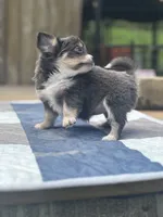 Freyas female full AKC , a female Chihuahua for sale in Cullowhee, NC – 2 of 10