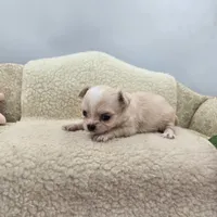 Kitkat Full Akc Champion sired female, a female Chihuahua for sale in Cullowhee, NC – 10 of 10