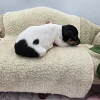 Cupcake tri female , a female Toy Fox Terrier for sale in Cullowhee, NC – 2 of 10