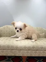 Amber female full AKC Teacup , a female Chihuahua for sale in Cullowhee, NC – 3 of 10