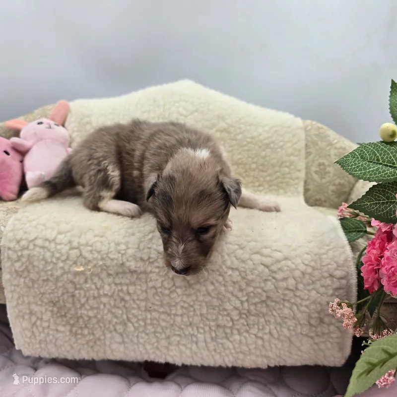 Full AKC Zina M 3 – Shetland Sheepdog puppy for sale in Cullowhee, NC