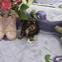 Full Akc Dixie chocolate and tan long coat, a male Chihuahua for sale in Cullowhee, NC – 9 of 10
