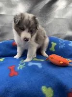 Full AKC Zina M 1, a male Shetland Sheepdog for sale in Cullowhee, NC – 5 of 10