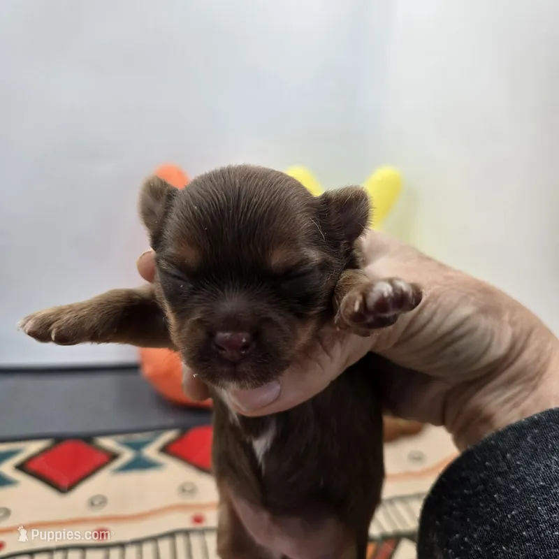 Dixie’s female full AKC  – Chihuahua puppy for sale in Cullowhee, NC