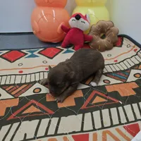 Dixie’s female full AKC , a female Chihuahua for sale in Cullowhee, NC – Photo 3 of 10