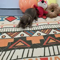 Dixie’s female full AKC , a female Chihuahua for sale in Cullowhee, NC – Photo 6 of 10